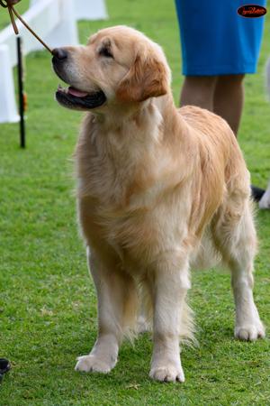 Golden Retriever for sale by OCEANVIEWS