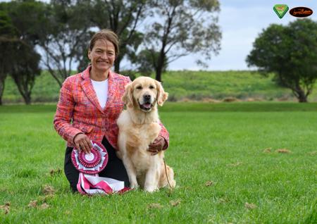Golden Retriever for sale by OCEANVIEWS
