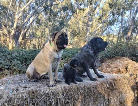 Mastiff for sale by BRAGGONROSE