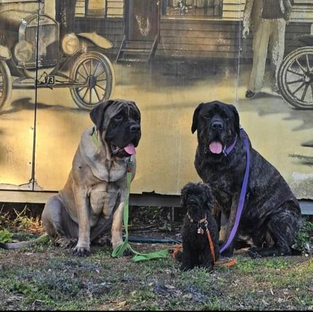 Mastiff for sale by BRAGGONROSE