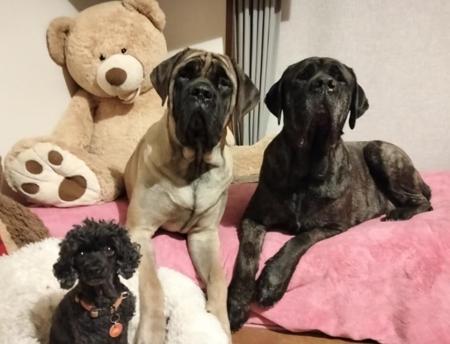 Mastiff for sale by BRAGGONROSE