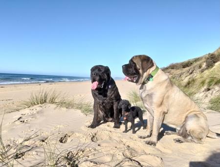 Mastiff for sale by BRAGGONROSE