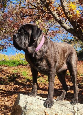 Mastiff for sale by BRAGGONROSE