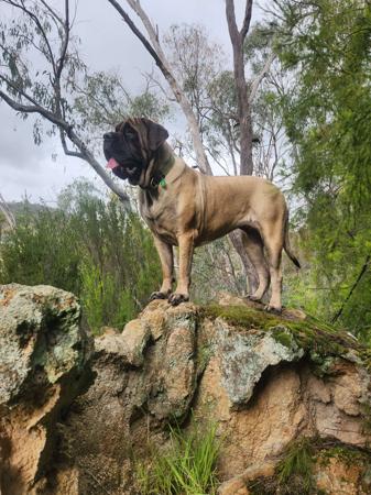 Mastiff for sale by BRAGGONROSE