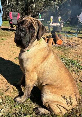 Mastiff for sale by BRAGGONROSE