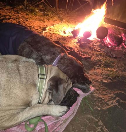 Mastiff for sale by BRAGGONROSE