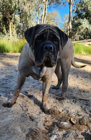 Mastiff for sale by BRAGGONROSE