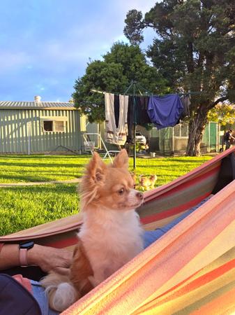 Chihuahua (Long Coat) for sale by ISPICYCHI