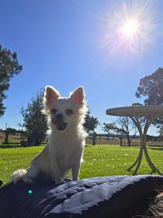 Chihuahua (Long Coat) for sale by ISPICYCHI