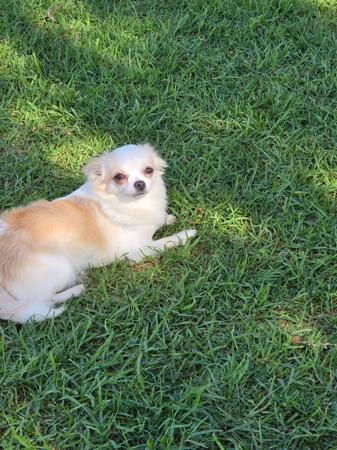 Chihuahua (Long Coat) for sale by ISPICYCHI