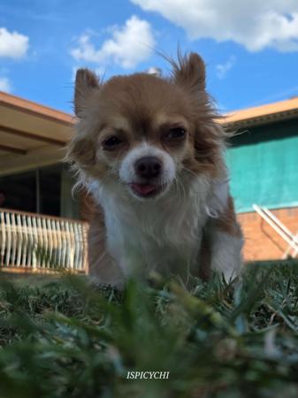 Chihuahua (Long Coat) for sale by ISPICYCHI