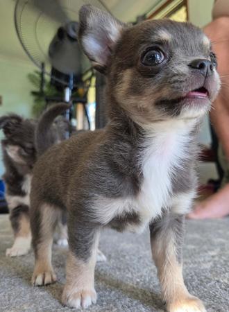 Chihuahua (Long Coat) for sale by ISPICYCHI