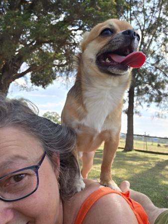 Chihuahua (Smooth Coat) for sale by ISPICYCHI