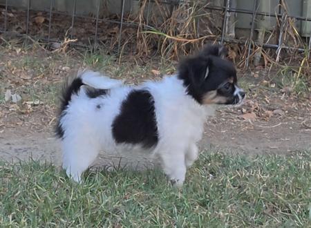 Chihuahua (Long Coat) puppy for sale by ISPICYCHI