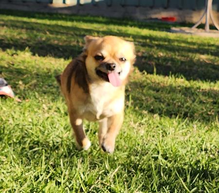 Chihuahua (Smooth Coat) puppy for sale by ISPICYCHI