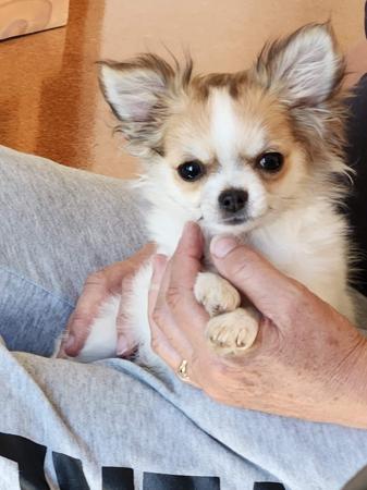 Chihuahua (Long Coat) puppy for sale by ISPICYCHI