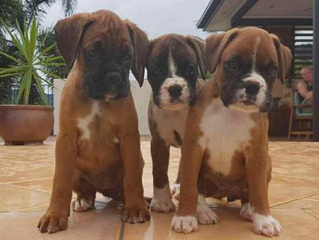 Boxer for sale by WAITKLAUT