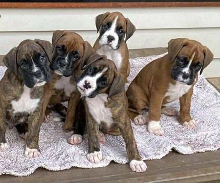 Boxer for sale by WAITKLAUT
