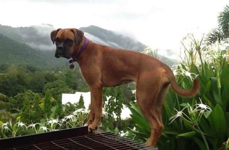 Boxer for sale by WAITKLAUT