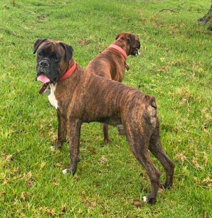 Boxer for sale by WAITKLAUT