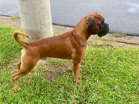 Boxer for sale by WAITKLAUT