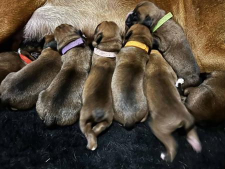 Boxer for sale by WAITKLAUT