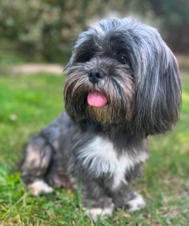 Lhasa Apso for sale by LASAMING