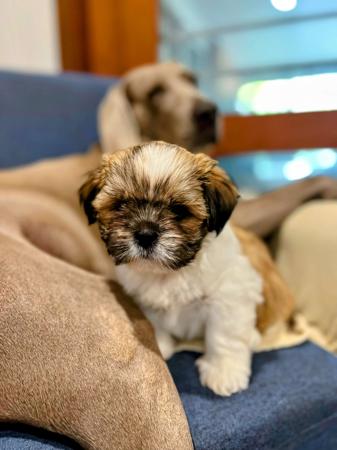 Lhasa Apso for sale by LASAMING