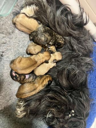 Lhasa Apso puppy for sale by LASAMING