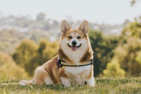 Welsh Corgi (Pembroke) for sale by KNDLYANDALAZ