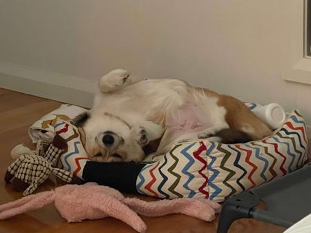 Welsh Corgi (Pembroke) for sale by KNDLYANDALAZ