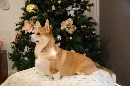 Welsh Corgi (Pembroke) for sale by KNDLYANDALAZ