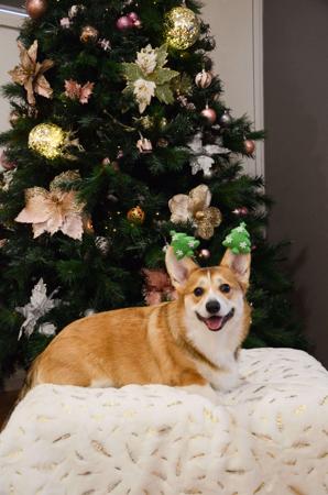 Welsh Corgi (Pembroke) for sale by KNDLYANDALAZ