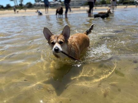 Welsh Corgi (Pembroke) for sale by KNDLYANDALAZ