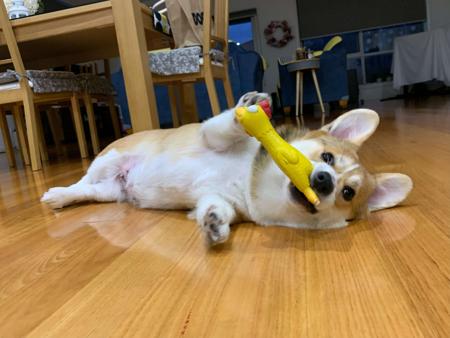 Welsh Corgi (Pembroke) for sale by KNDLYANDALAZ