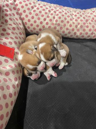 Welsh Corgi (Pembroke) for sale by KNDLYANDALAZ