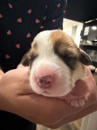 Welsh Corgi (Pembroke) for sale by KNDLYANDALAZ