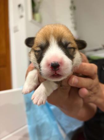 Welsh Corgi (Pembroke) for sale by KNDLYANDALAZ