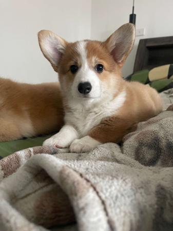 Welsh Corgi (Pembroke) puppy for sale by KNDLYANDALAZ