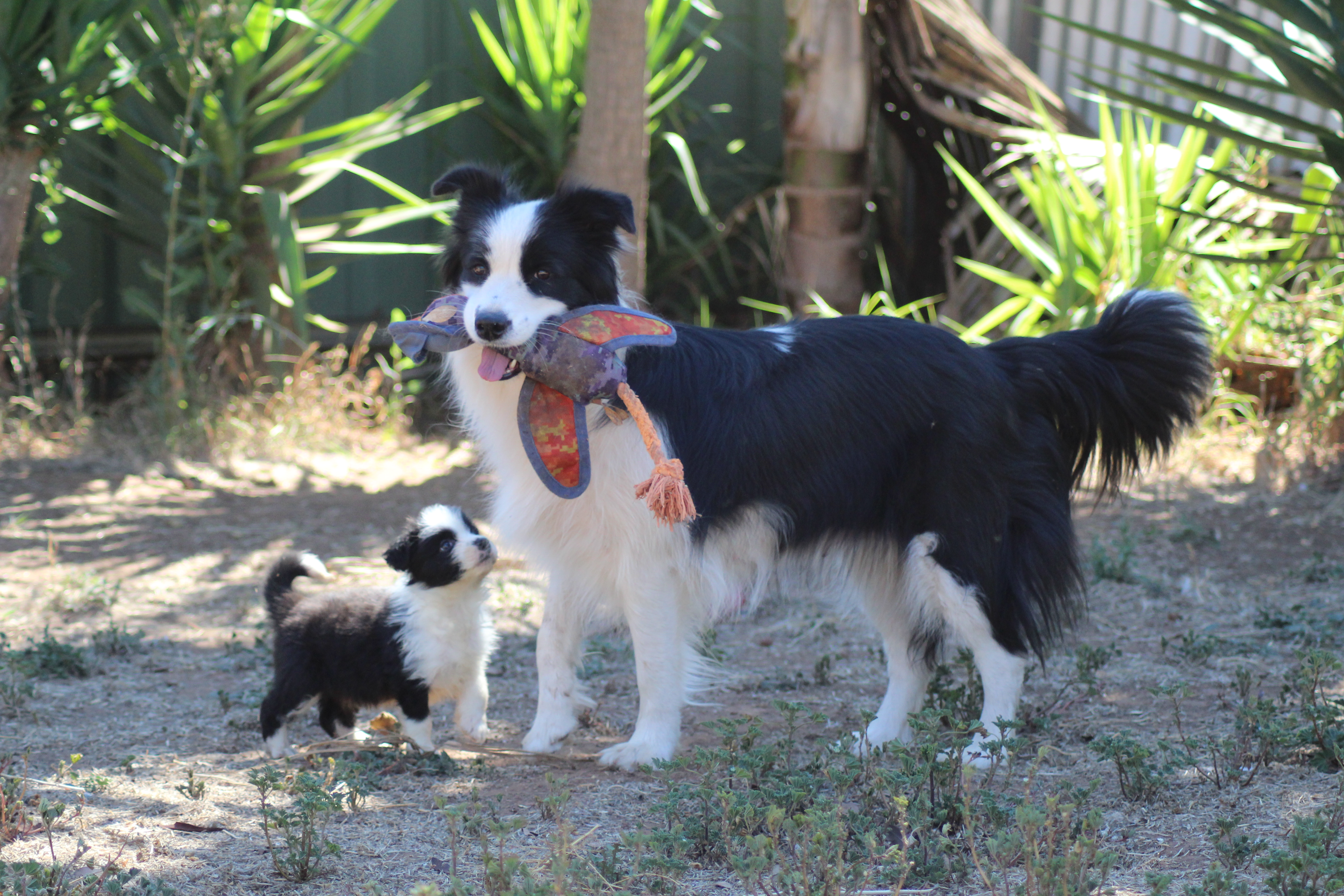 Border Collie for sale by COCEAR
