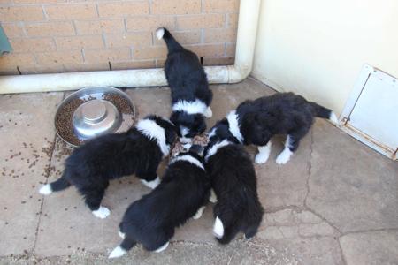 Border Collie for sale by COCEAR
