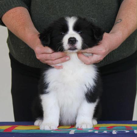 Border Collie for sale by COCEAR