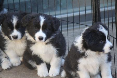 Border Collie for sale by COCEAR