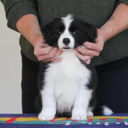 Border Collie for sale by COCEAR