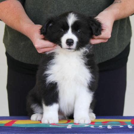 Border Collie for sale by COCEAR