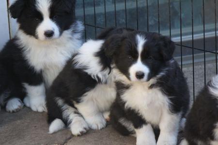 Border Collie for sale by COCEAR