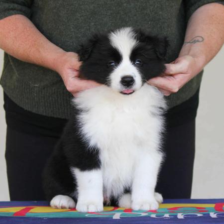 Border Collie for sale by COCEAR