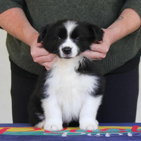 Border Collie for sale by COCEAR