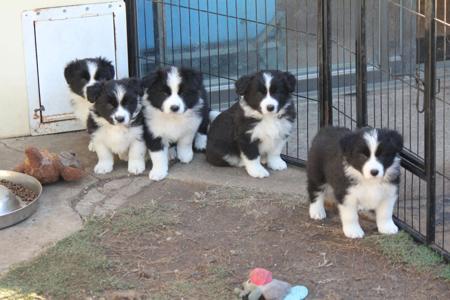Border Collie for sale by COCEAR