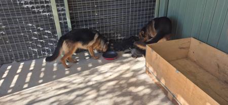 German Shepherd Dog (Long Stock Coat) for sale by NOTSRUD